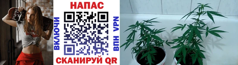 Каннабис индика Купить где Собинка